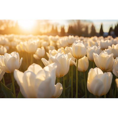 canvas of White Tulips